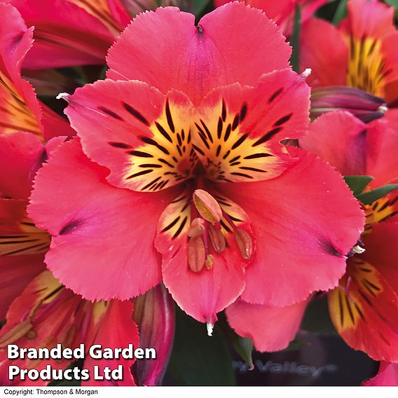 Alstroemeria 'Valley' Collection (Summer Paradise Series)